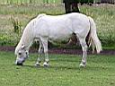 019 - Horse.JPG